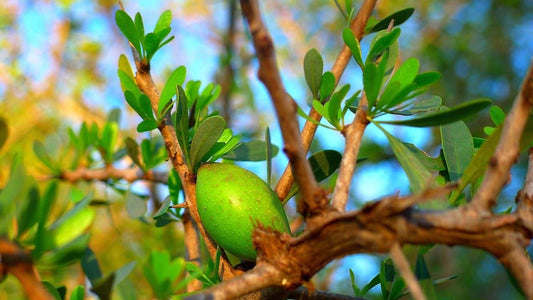 L’huile d’argan : ses nombreux bienfaits pour le corps