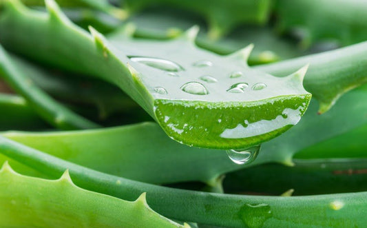 Les 5 bienfaits de l’aloe vera à découvrir dès maintenant
