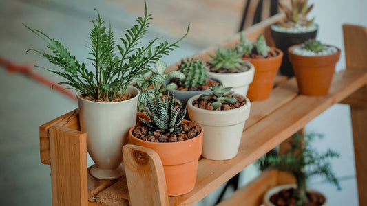 Comment se faire du bien avec les plantes ?