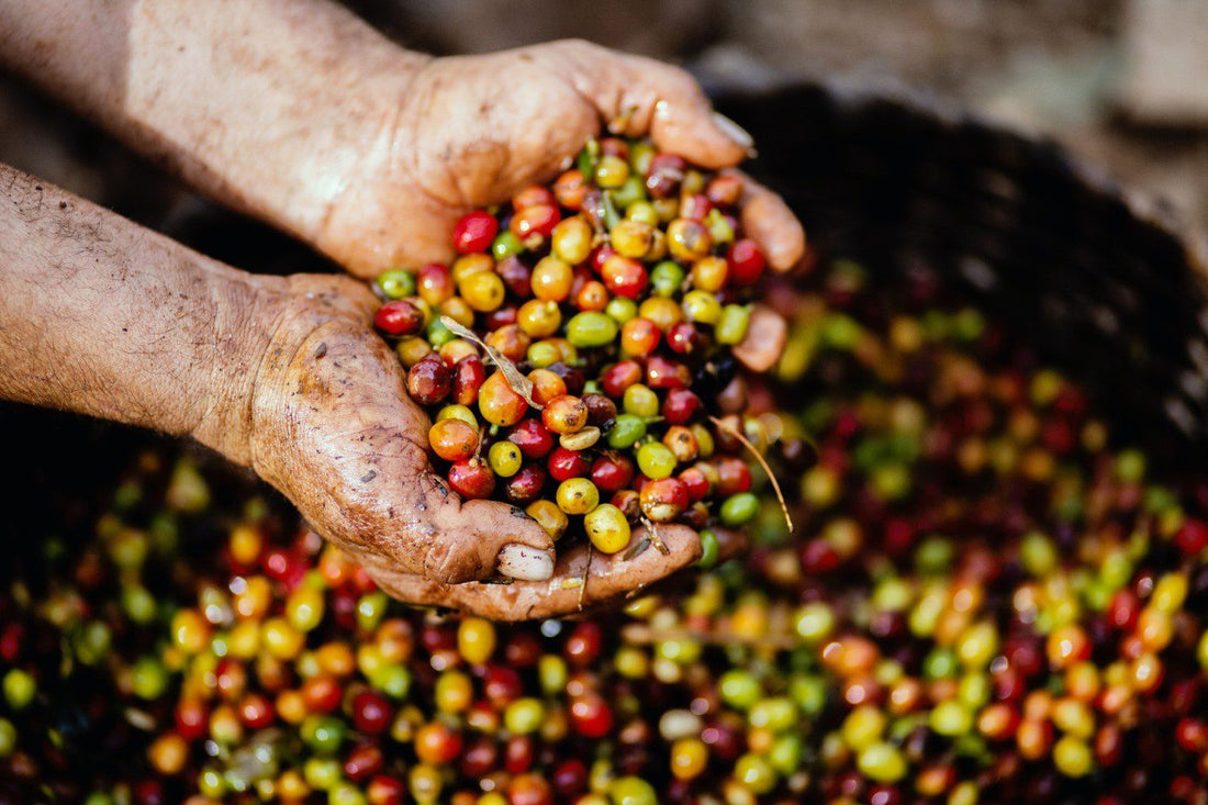 La culture du café dans les pays les plus producteurs